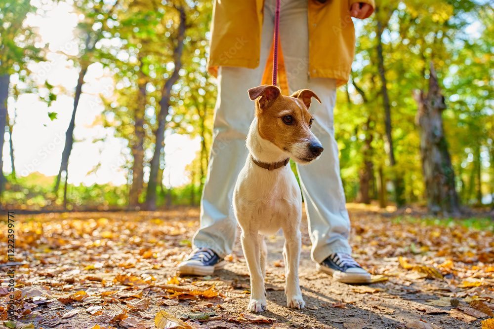 Woman walking her small dog in city park in fall season. Jack Russell Terrier playing in autumn forest with his owner. Female dog sitter walks with dog at morning, leads dog on leash. Pet care