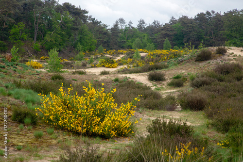 Flowering Common Broom (Cytisus scoparius) in valley of Loonse en Drunense Duinen National Park, North Brabant, Netherlands photo