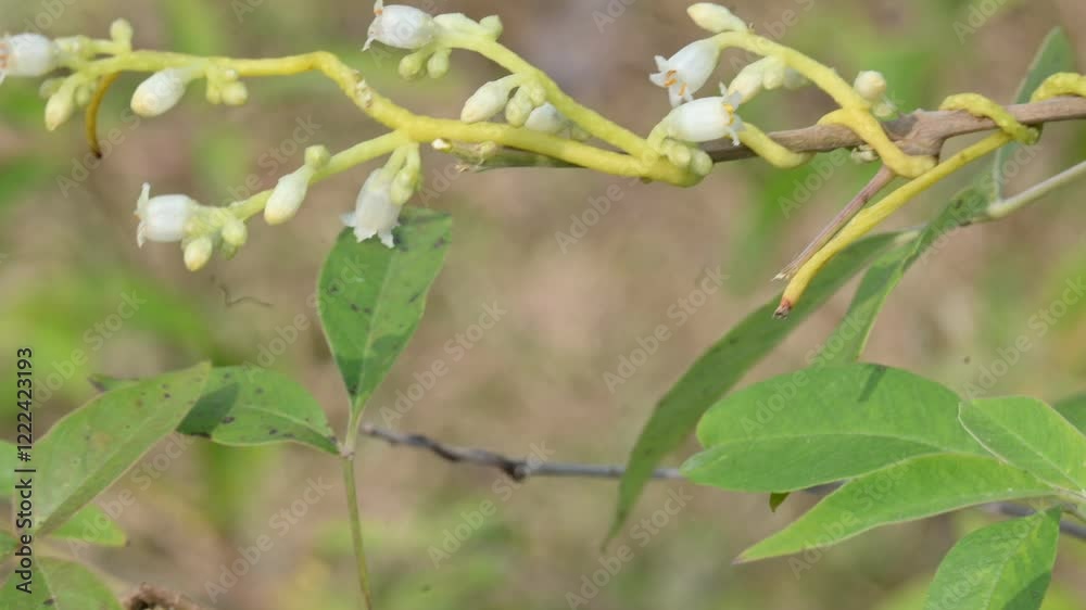 Cuscuta or Dodder flower. It is a genus of over species of yellow, orange or red parasitic plants. Its identified by its thin stems appearing leafless, with the leaves reduced to minute scales.Amarbel Cuscuta or Dodder flower. It is a genus of over species of yellow, orange or red parasitic plants. Its identified by its thin stems appearing leafless, with the leaves reduced to minute scales.Amarbel