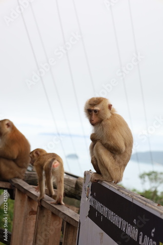 Photography Petite singe