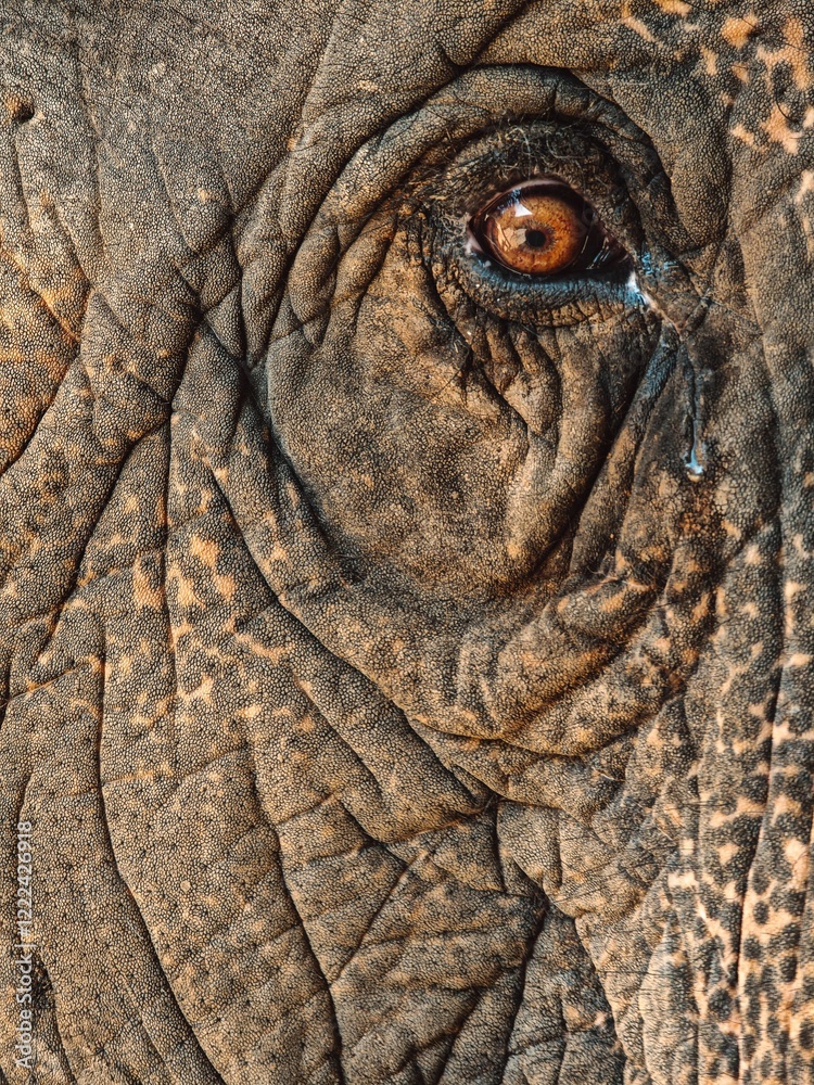 Close-up of an elephant's eye, showcasing intricate skin texture and detail. Chiang Mai, Thailand Close-up of an elephant's eye, showcasing intricate skin texture and detail. Chiang Mai, Thailand