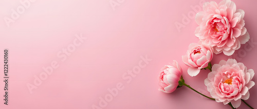 Luxurious pink peonies on a soft pink background.