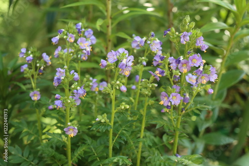 bylina Wielosił błękitny Polemonium caeruleum