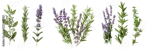 Set of A fresh sprig of rosemary herb placed delicately on a clean white surface, showcasing its green leaves and natural texture on transparent png background