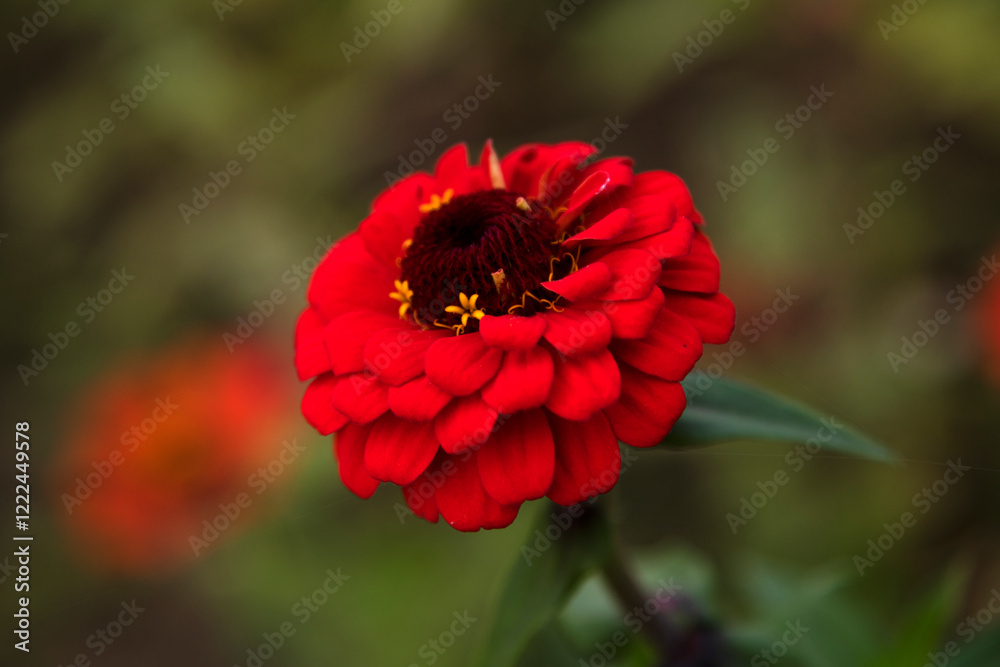 close-up of the zinnia flower in autumn