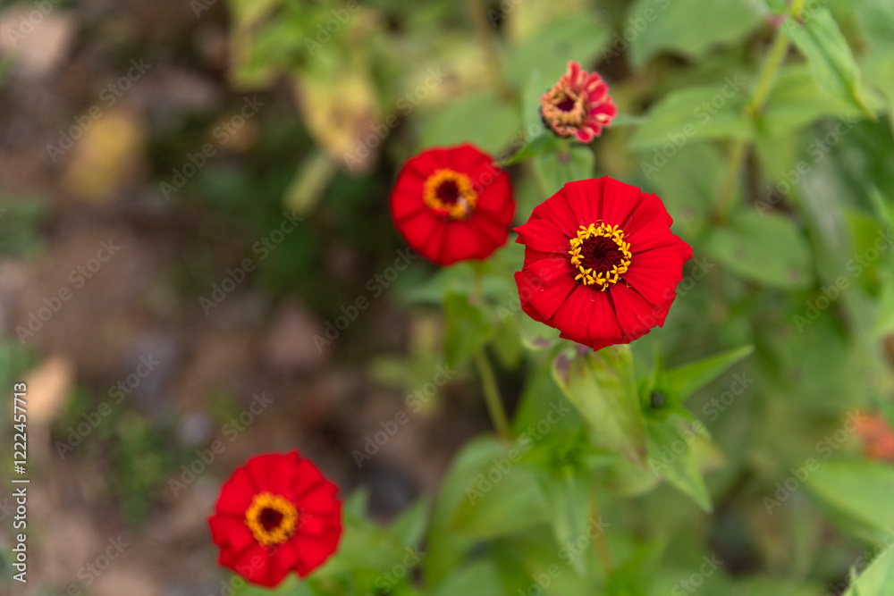 close-up of the zinnia flower in autumn close-up of the zinnia flower in autumn