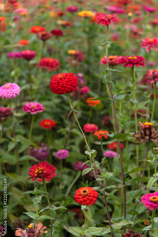 field of various zinnia flowers in the park field of various zinnia flowers in the park