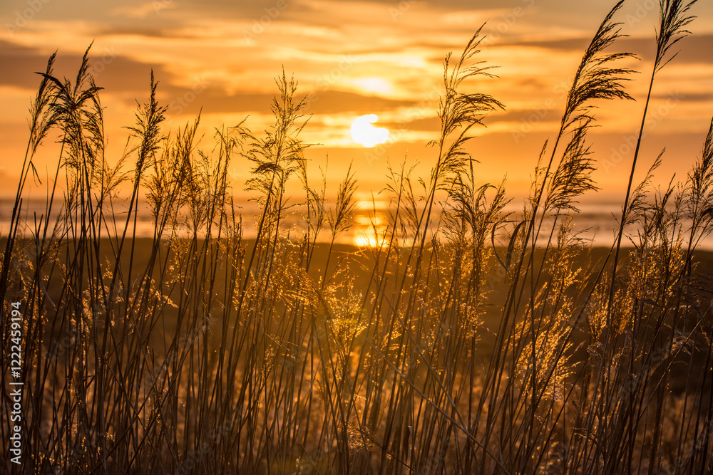 Fototapeta premium Roseaux sous le soleil