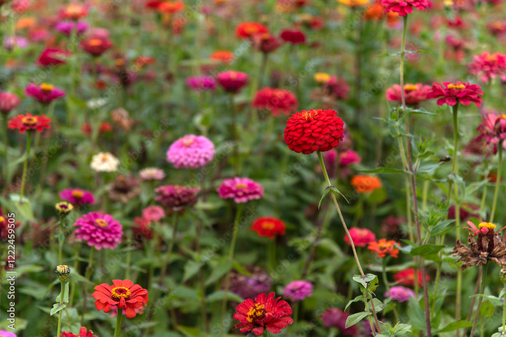 field of various zinnia flowers in the park field of various zinnia flowers in the park
