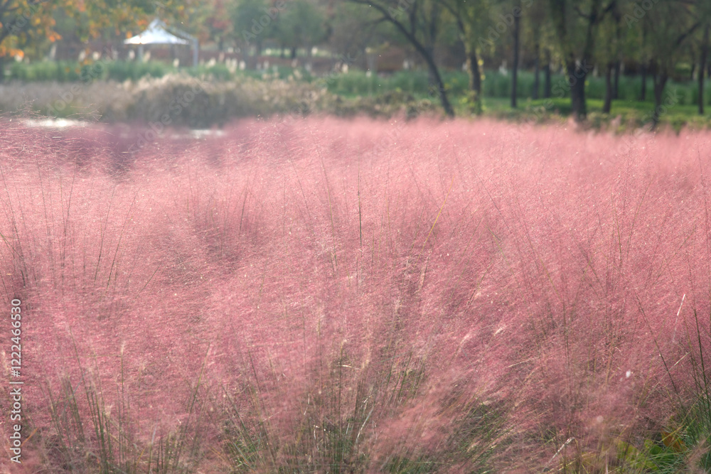 Fototapeta premium pink muhly grass at the riverside