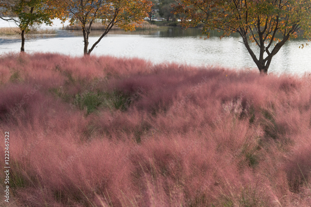 pink muhly grass at the riverside