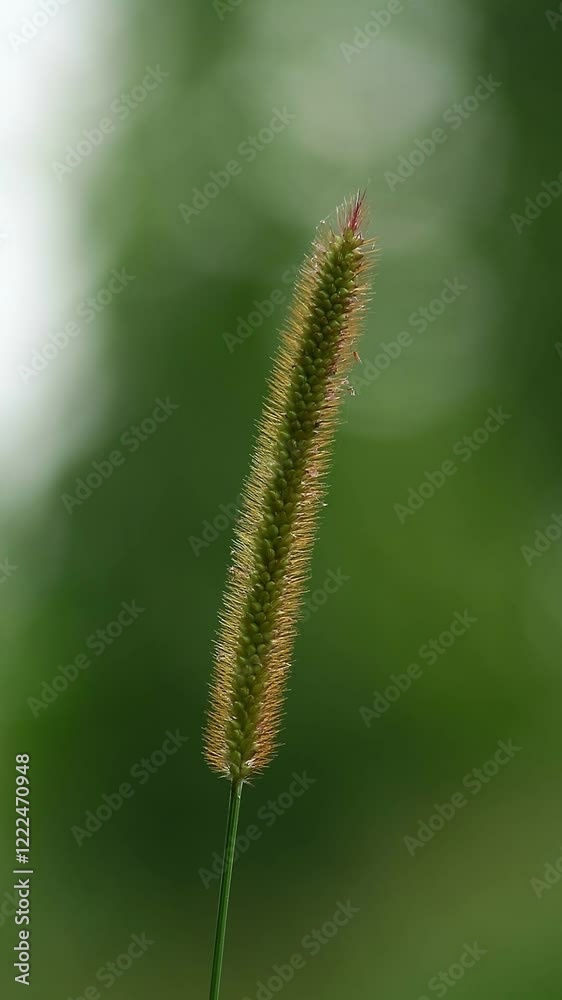 Close-up shot of flowers in wild grass Close-up shot of flowers in wild grass