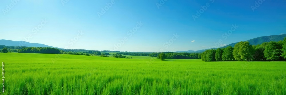 Obraz premium Crops and trees in a vast green meadow under clear blue sky, farm, landscape, fields