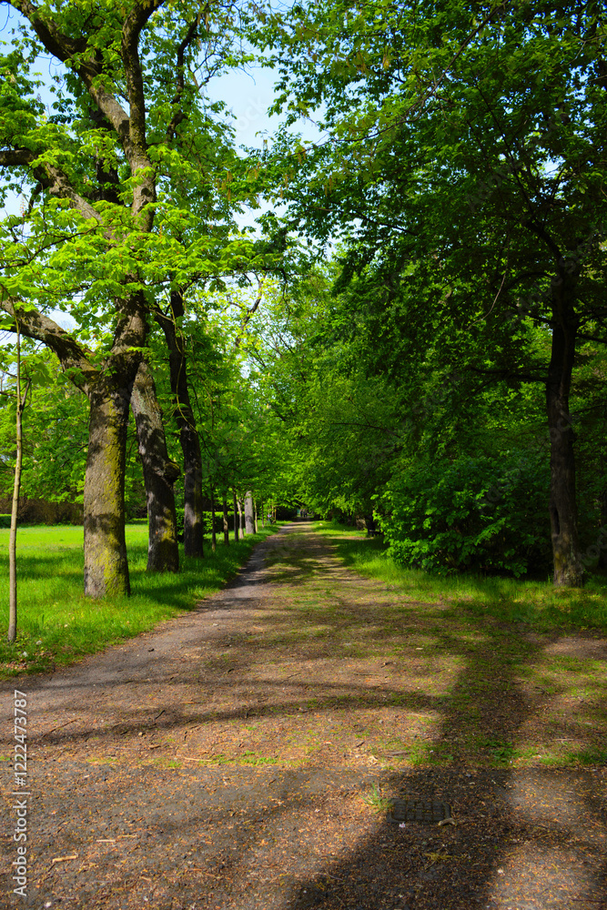 Naklejka premium Sunny path through green trees
