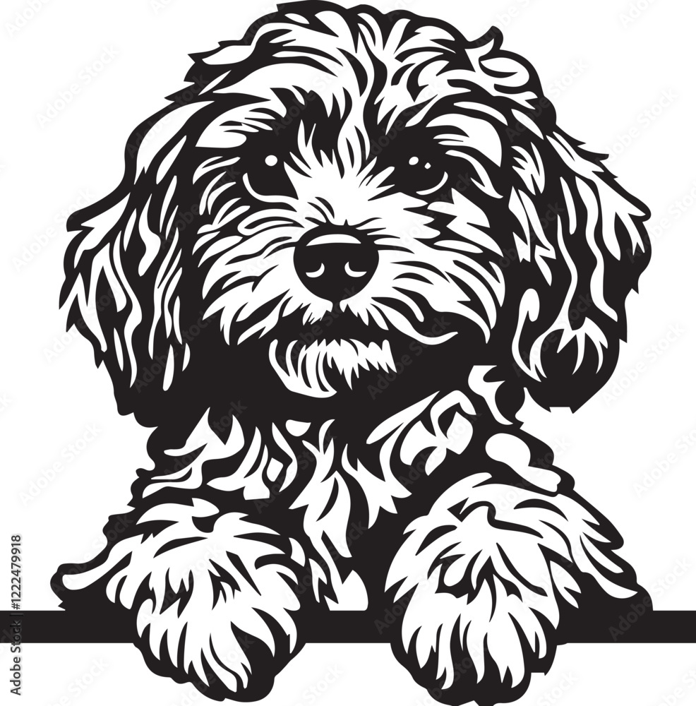 peeking cavapoo dog peeking cavapoo dog