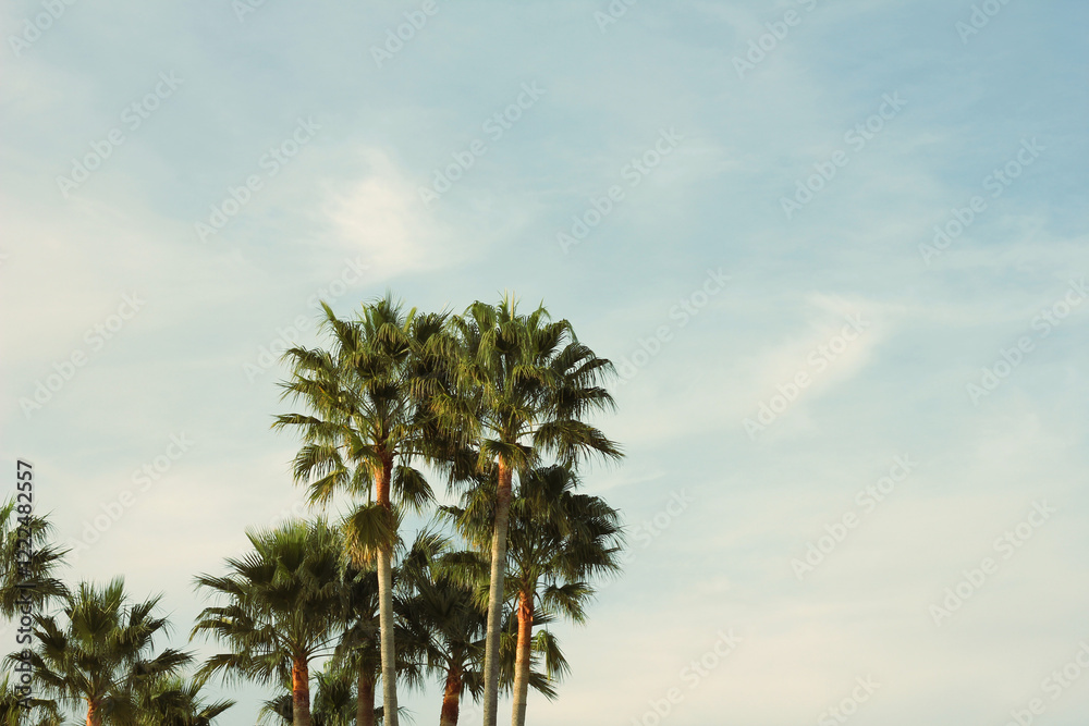 PALMERAS PALMERAS