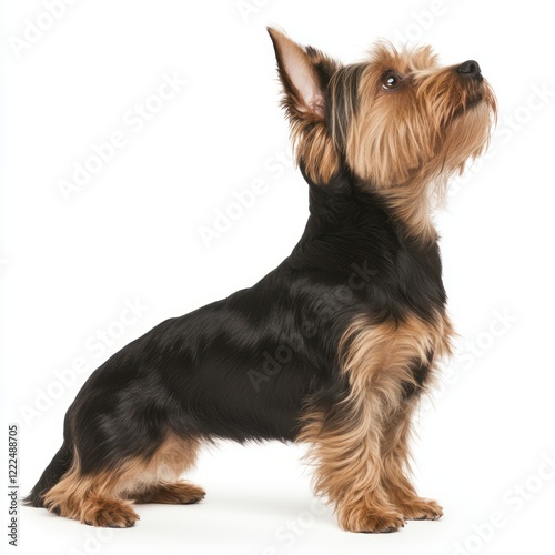 Elegant Yorkshire Terrier Standing in Profile with Alert Expression