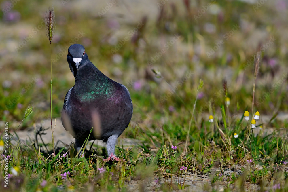 Obraz premium Domestic pigeon // Stadttaube, Haustaube (Columba livia f. domestica)