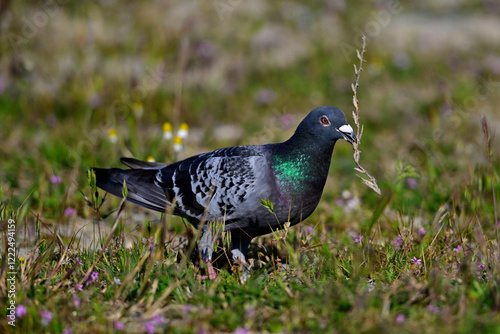 Stadttaube, Haustaube // Domestic pigeon (Columba livia f. domestica)