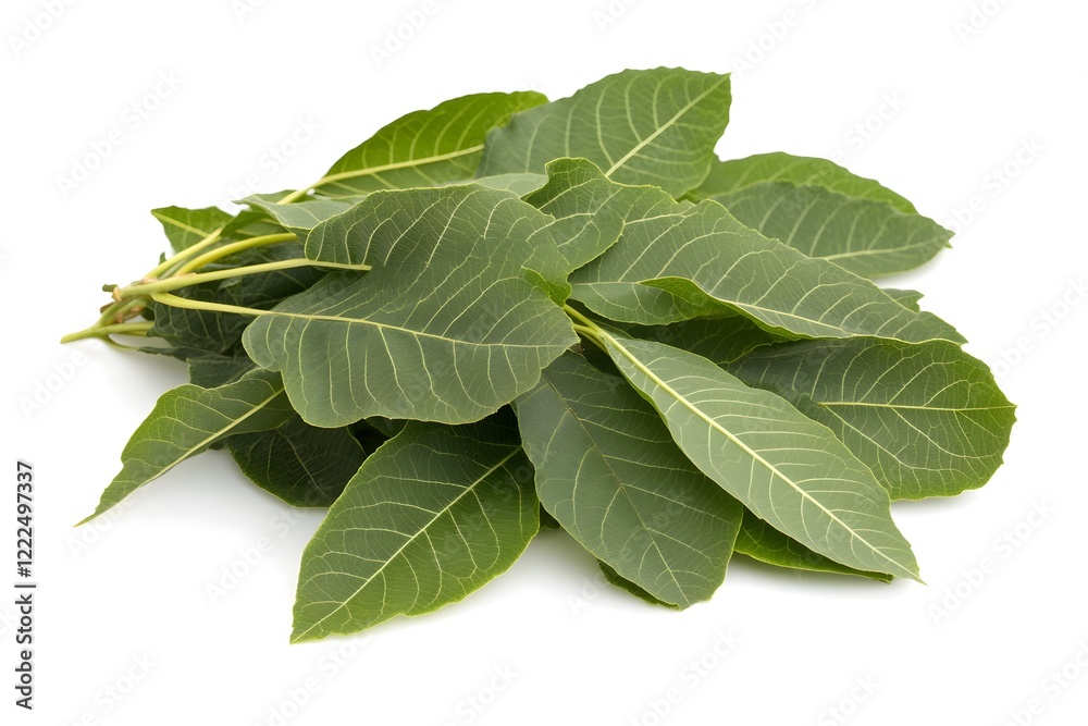 Obraz premium sage leaves isolated on white