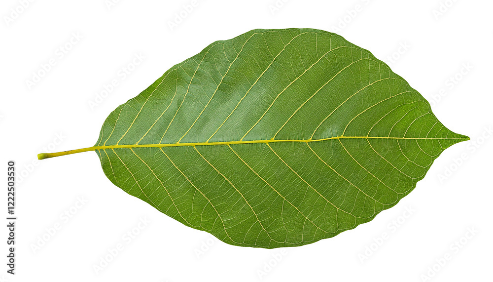 Obraz premium green bodhi leaf isolated on background showcasing intricate veining pattern and smooth texture for botanical and spiritual references 