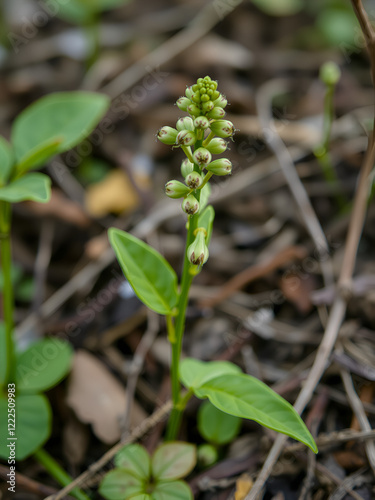 spring in the wild Mercurialis perennis, dog's mercury poisonous collected by an herbalist to prepare an emetic, ophthalmic and purgative elixir. used externally to treat menstrual pain photo