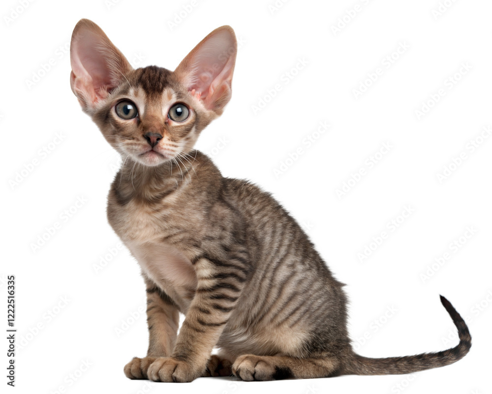 Cornish rex kitten isolated on white. Cornish rex kitten sitting in front of white background. Studio photo. Cornish rex kitten isolated on white. Cornish rex kitten sitting in front of white background. Studio photo.