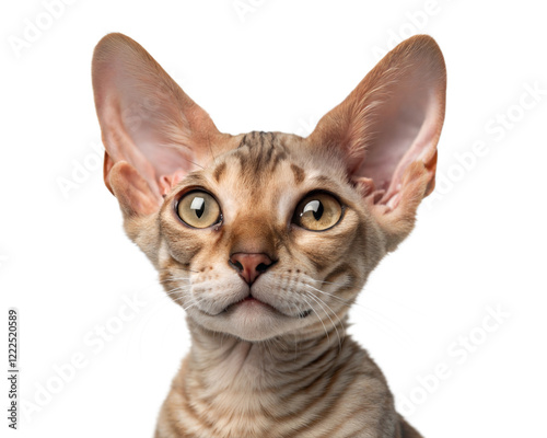 Close-Up Portrait of Devon Rex Cat with Big Ears Isolated on White Background. 