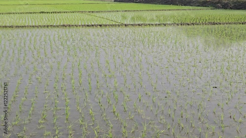 rice fields