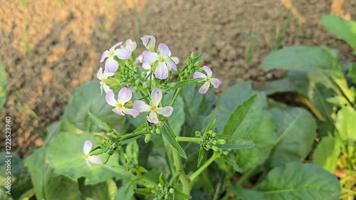 flowers in the meadow