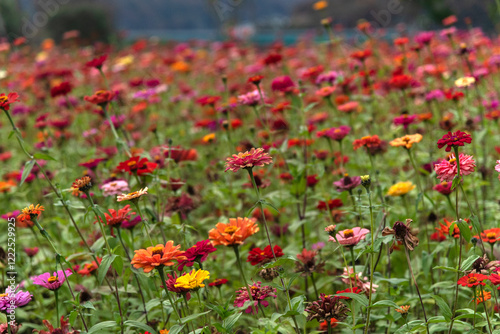 field of zinnia flowers in the park