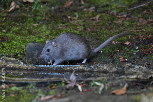 ドブネズミ street rat photo