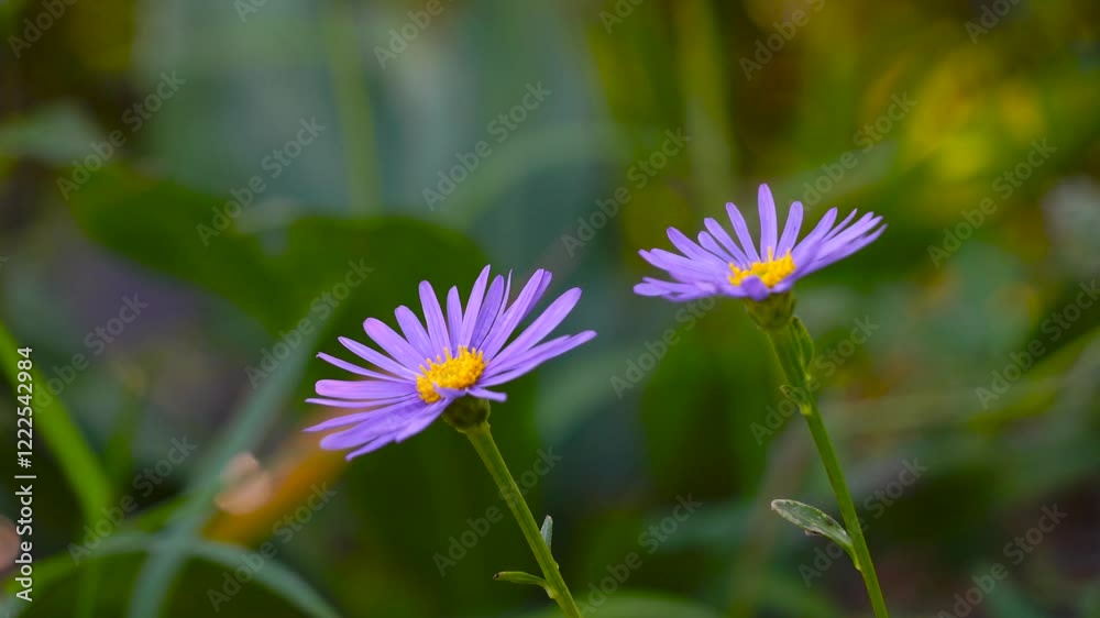 cosmos flower in the garden, beautiful cosmos flower in garden. cosmos flower in the garden, beautiful cosmos flower in garden.