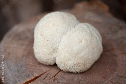 Lion's mane - Hericium erinaceus, medicinal mushroom, healthy fungus for brain function., It can be harvested for culinary use, acontains polysaccharides, such as β-glucan, hericenones and erinacines.