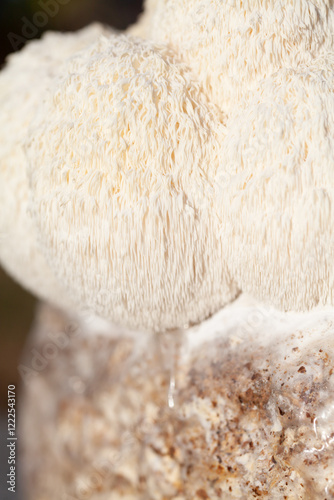 Lion's mane - Hericium erinaceus, medicinal mushroom, healthy fungus for brain function., It can be harvested for culinary use, acontains polysaccharides, such as β-glucan, hericenones and erinacines.