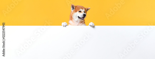 Cuadro en lienzo Cute Japanese Shiba Inu dog standing behide white paper board with empty space f