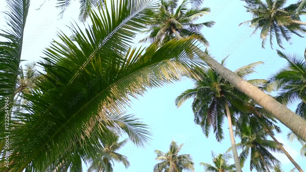 View from below of tall palm trees against a blue sky View from below of tall palm trees against a blue sky