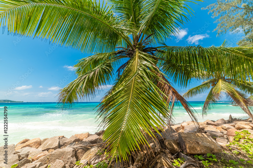 Fototapeta premium Coconut palm tree by the sea in a tropical beach