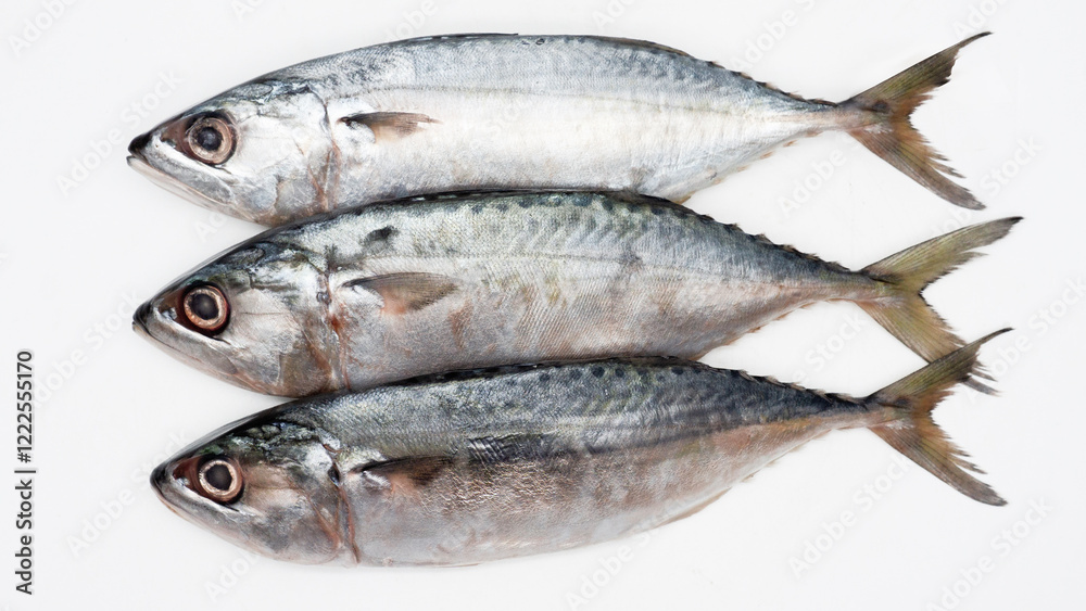 Raw fresh Mackerel fish or ikan kembung and ingredients ,Fresh seafood concept. Raw fresh Mackerel fish or ikan kembung and ingredients ,Fresh seafood concept.