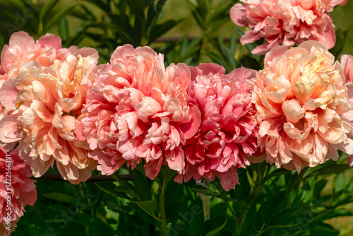 Fototapeta Naklejka Na Ścianę i Meble -  A bush with unusual delicate orange peony flowers.