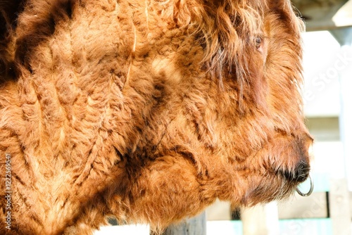 Tableau sur toile A Stunning Profile of a Highland Cow Set Against a Bright and Colorful Backgroun