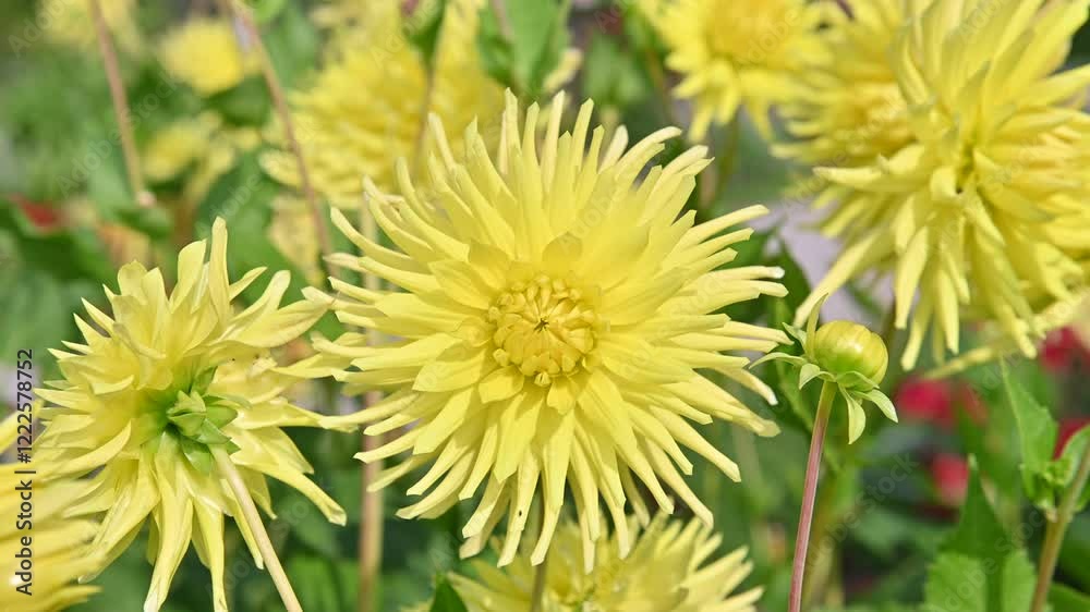 Dahlia yellow flower