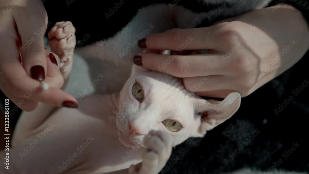 hygienic care of a sphinx, a girl cleans the cat's ears in the sun hygienic care of a sphinx, a girl cleans the cat's ears in the sun
