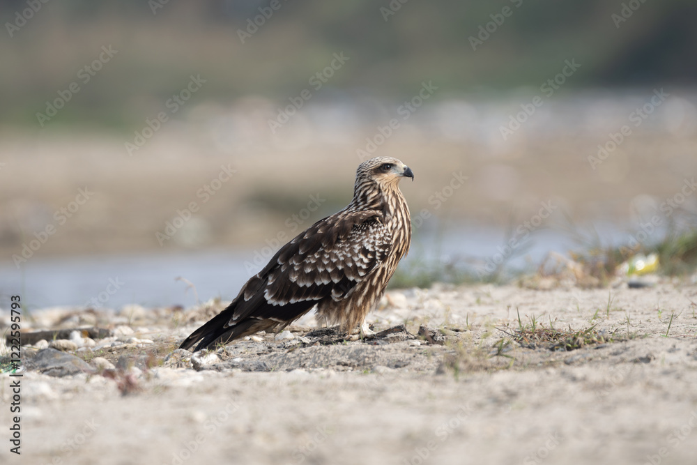 The Black Kite (*Milvus migrans*) is a medium-sized bird of prey, known for its dark plumage, forked tail, and soaring flight. It inhabits diverse habitats worldwide, often near water. The Black Kite (*Milvus migrans*) is a medium-sized bird of prey, known for its dark plumage, forked tail, and soaring flight. It inhabits diverse habitats worldwide, often near water.