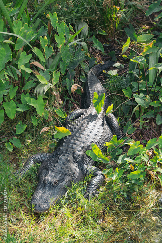 American Alligator Resting on Grass in Natural Habitat. Close-up of an American alligator lying on green grass, showcasing its armored body and distinctive broad snout in a natural environment. photo