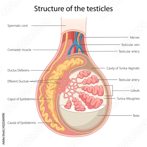 structure of the testicle, including labeled parts like ducts, lobules, and vessels diagram hand drawn schematic vector illustration. Medical science educational illustration