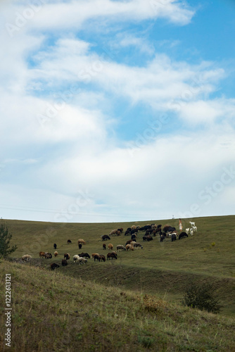 sheeps in the field
