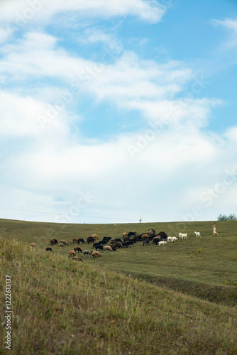 landscape with sheeps and clouds