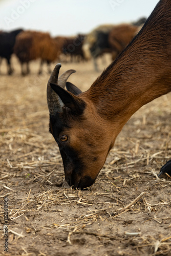 goat on the farm