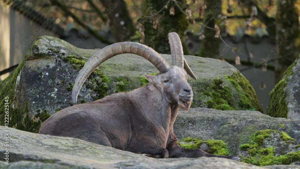 Male mountain ibex or capra ibex sitting on a rock in a german park Male mountain ibex or capra ibex sitting on a rock in a german park
